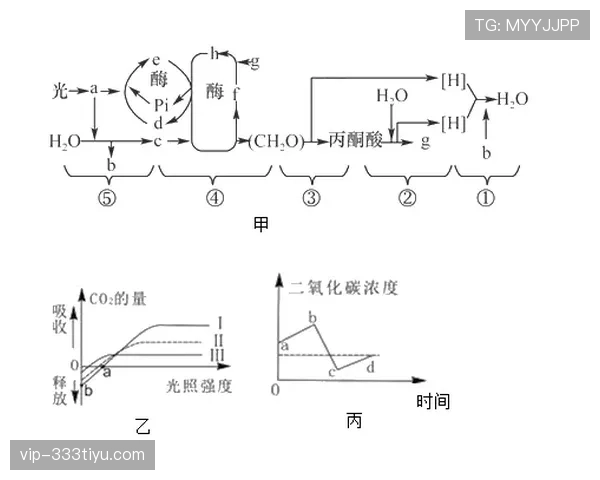 费基尔与莱万转化路径分化：单点终结vs体系依赖的结构差异